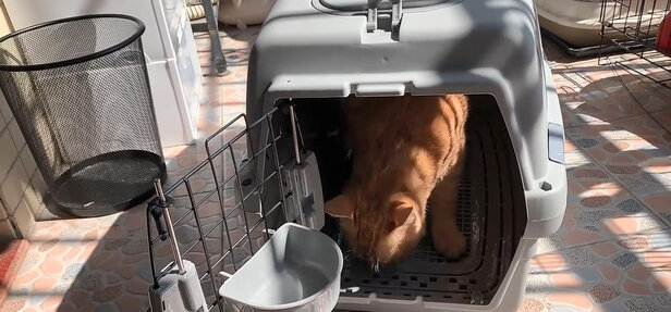 宠物航空箱