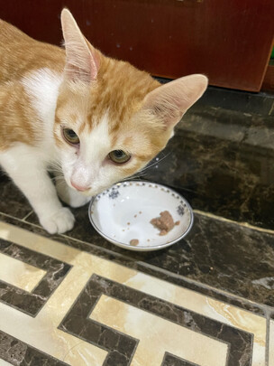 猫粮罐头