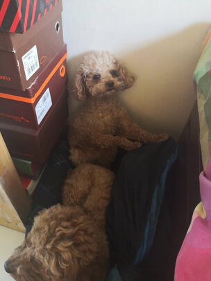 狗狗零食