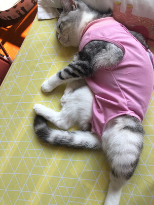 猫咪手术服