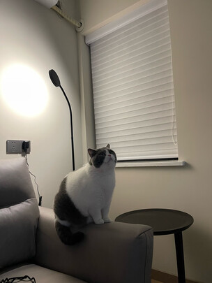 狗狗除臭剂
