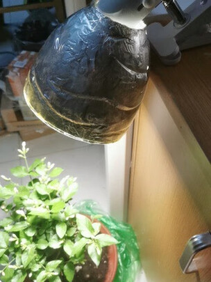 植物生长灯