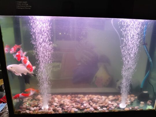 鱼缸净水剂