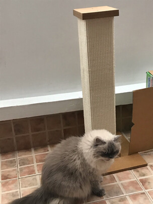 猫爬架