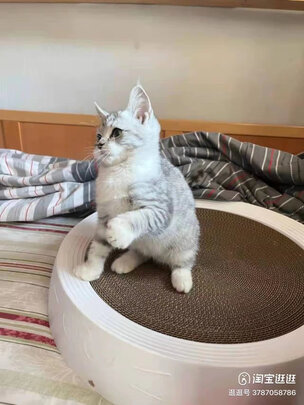 宠物除臭剂