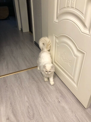 猫砂铲