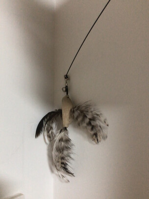 逗猫玩具