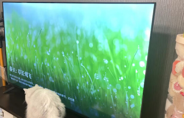 FFALCON雷鸟电视雀565英寸4K超高清超薄金属全面屏彩电怎么样?质量测评好不好用?
