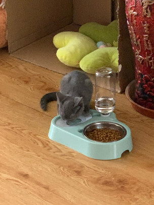 猫碗狗碗