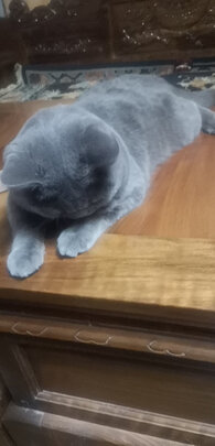 猫窝