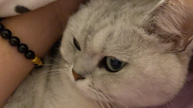 豆腐猫砂