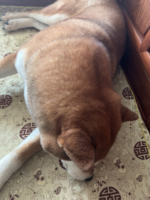 狗绳