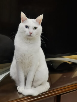 猫条猫零食