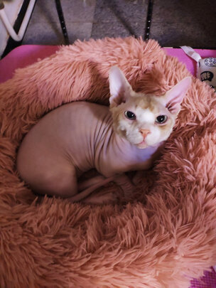 猫零食