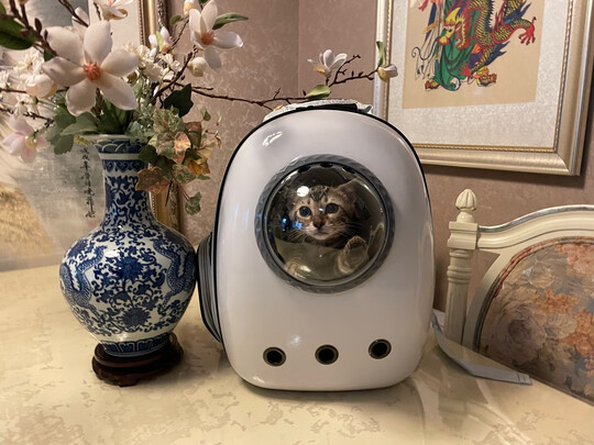 猫包