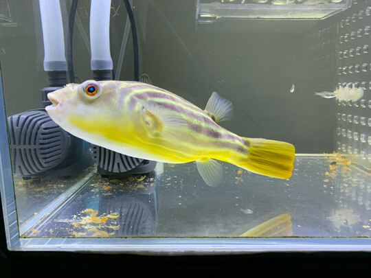 鱼缸潜水泵