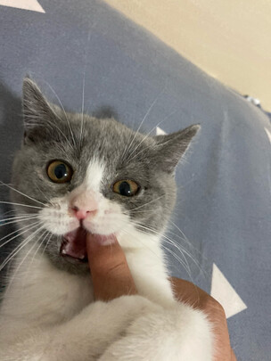 猫零食