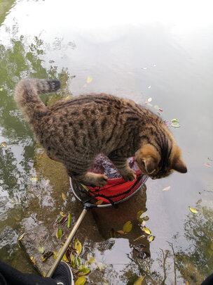 猫粮