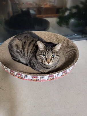 猫窝