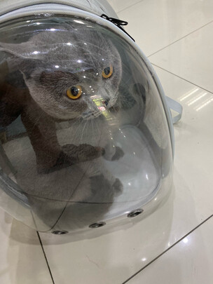 猫包