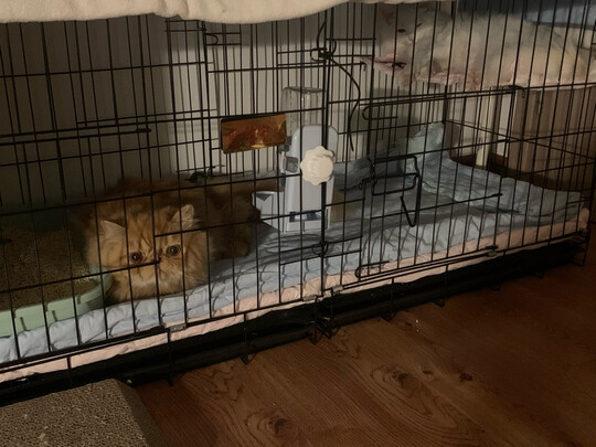  猫笼