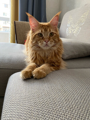 猫冻干