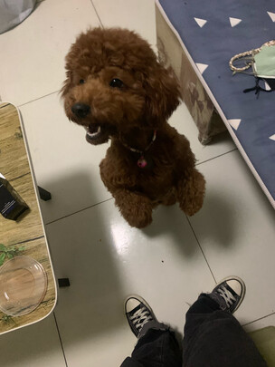 狗粮