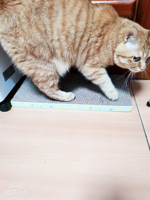 猫抓板