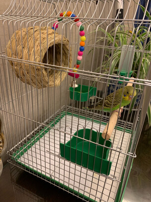 鸟笼