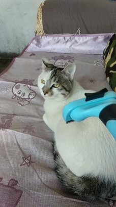 猫狗梳子
