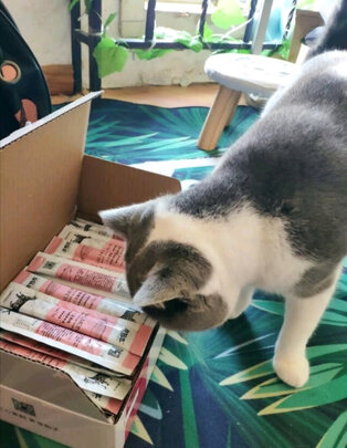 猫条猫零食