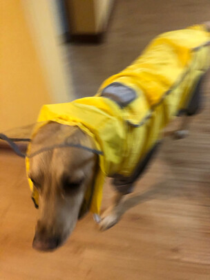 狗狗雨衣