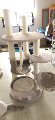 猫爬架