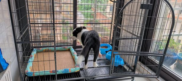  狗笼