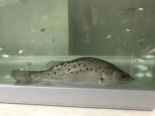 鱼缸硝化细菌