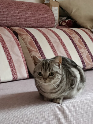 猫包