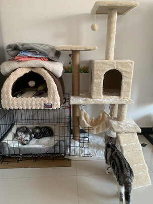 猫爬架