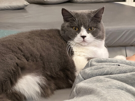 猫粮