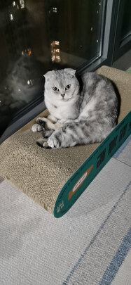 猫粮罐头
