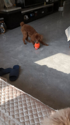 狗狗玩具