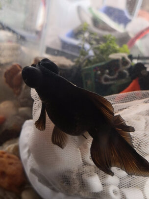 鱼缸水泵