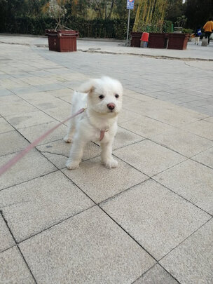  狗狗电推剪