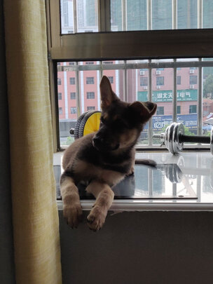 狗狗沐浴露