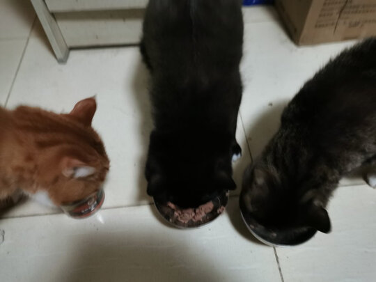 猫罐头