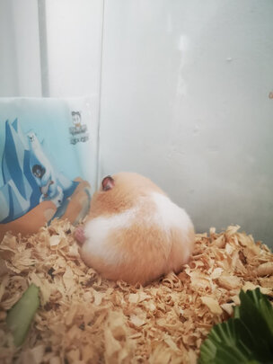 仓鼠木屑