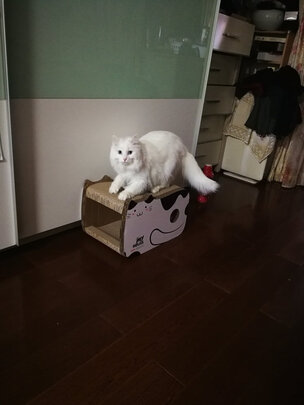 猫窝