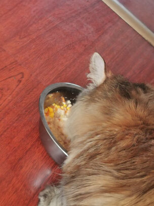 猫粮罐头