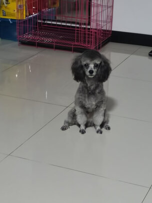  狗狗电推剪