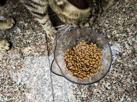 猫粮