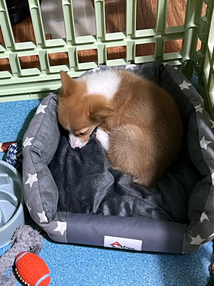 狗窝